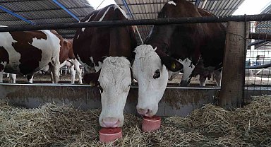 Denizli'de 650 bin hayvan için 140 bin mineral taşı dağıtıldı
