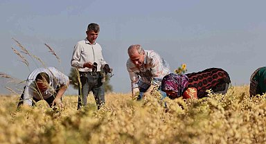 Denizli'nin 17 ilçesinde nohut hasadı başladı