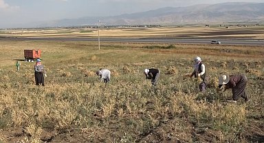 Elle nohut biçen kadınlar aile ekonomisine katkı sağlıyor