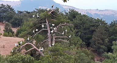 Göç Eden Leyleklerin Mola Keyfi 