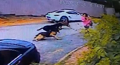 İstanbul'da dehşet anları kamerada: Kadınlar sokak köpeği saldırısına uğradı