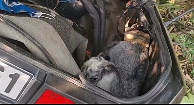 İzmir'de otomobil şarampole uçtu: 2 ölü