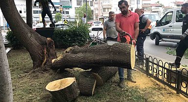 Kadıköy'de şiddetli rüzgâr ağacı devirdi