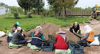 Kayapınar Belediyesi 1 milyon 500 bin bitki üretmeyi hedefliyor