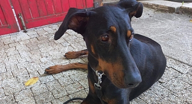 Kayıp Ekonomist Korhan Berzeg'in Köpeği Köye Geri Döndü