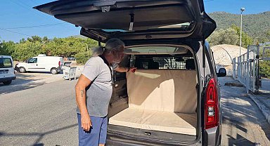 Kedi camı kafasıyla kırıp kaçtı