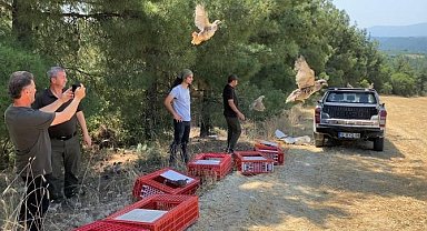 Kınalı keklikler yangın bölgelerine salındı