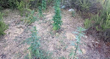 Kirazlı Manastırı mevkiinde kenevir bulundu