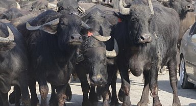 Kocaeli'de üreticilere damızlık manda boğası desteği