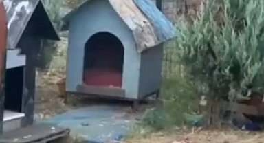 Maltepe'de vatandaşların fare sitemine belediyeden tepki çeken açıklama