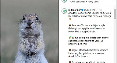 Milli Parklar'ın Anadolu yersincabı paylaşımı beğeni topladı
