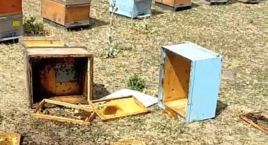 Muş'ta aç kalan ayılar kovanları parçaladı