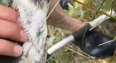 Olta iğnesi yutan yaban kuşu böyle kurtarıldı