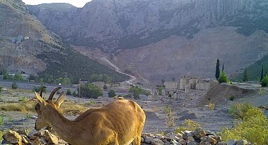 Ormancıların, can suyu havuzları yaban hayatına can oluyor
