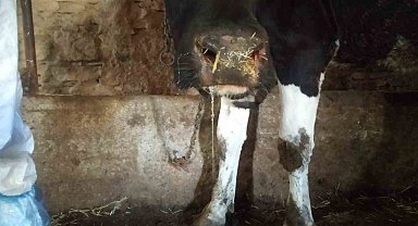 Şap hastalığı sebebiyle üç ilçenin dış mahallelerinde hayvan hareketleri yasaklandı