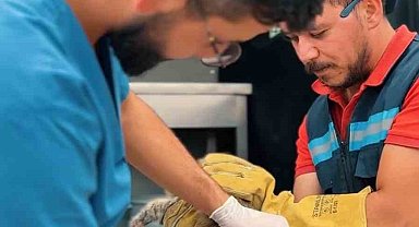 Sincan Belediyesi son 6 ayda bin 367 hayvanı tedavi etti