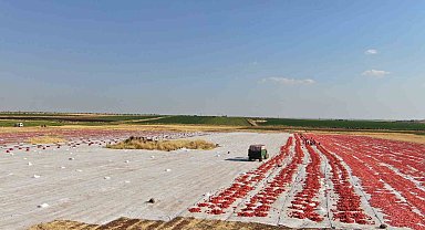 Siverek'te üretilen kurutmalık domatesler Avrupa'ya ihraç ediliyor