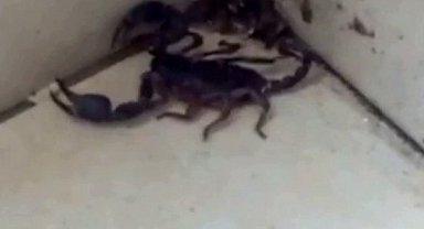 Sultangazi'de evde akrep paniği