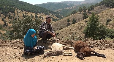 Sürüye saldıran kurtlar 35 koyunu telef etti, 45'ini yaraladı
