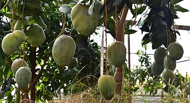Alanya'da avokado ve mango temalı tropik meyve festivali başlıyor