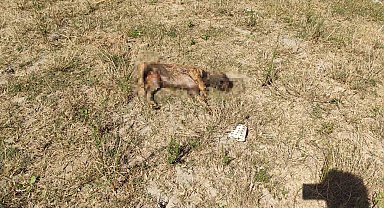 Alibey Barajı'ndaki köpek ölülerini İSKİ temizlemeyince, Sultangazi Belediyesi topladı
