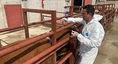 Ankara'da büyükbaş hayvanlara şap aşısı yapıldı