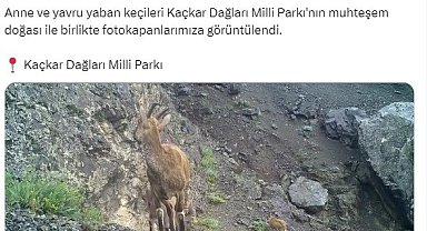 Anne ve yavru yaban keçileri fotokapana takıldı