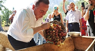 Antalya Gastronomi Festivali'nin ikinci gününde mor üzüm hasadı