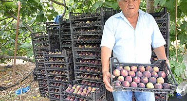 Antalya'da 800 rakımlı köyde incir hasadı başladı