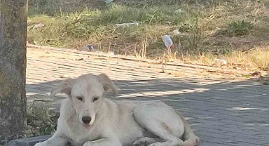 Avcılar'da boğazı kesik köpek bulundu