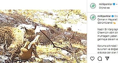 Avlanan Vaşak fotokapana takıldı