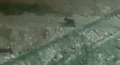 Ayılar, ilçe merkezine indi