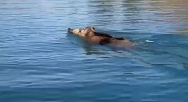 Baraj gölünde yüzen yaban domuzlarını gören vatandaşlar şaşkına döndü