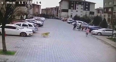 Başıboş köpekler mahalle sakinlerini perişan etti