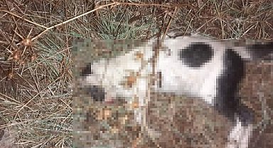 Biga'da kedi ve köpeklerin zehirlendiği iddiası