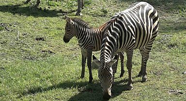 Bursa Hayvanat Bahçesi'nin zebra ailesine 3 yeni üye