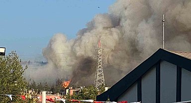 Bursa'da orman yangını