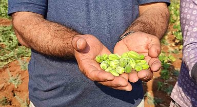 Çal bamyasının tescillenmesi için çalışma başlatıldı