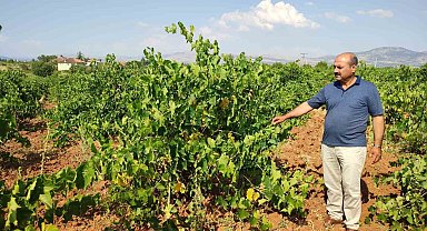Çal karasında hasat devam ediyor