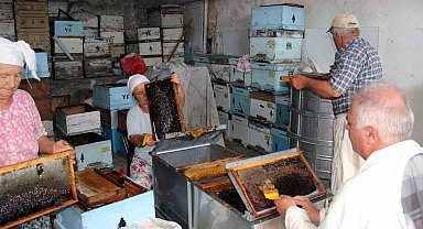 Çam balında rekolte beklentisi 14-15 bin ton