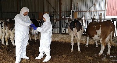 Çanakkale'de 'Şap Hastalığı Saha Tatbikatı ve Salgın Yönetimi Tatbikatı' yapıldı