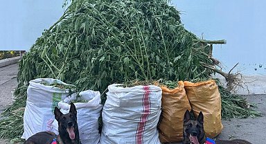 Denizli'de 72 kilo kubar esrar ve 360 kök kenevir ele geçirildi