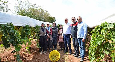 Denizli'de salkım güvesiyle biyolojik mücadele devam ediyor