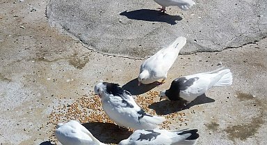 Denizli'nin dolapçı güvercinleri mesafe tanımıyor
