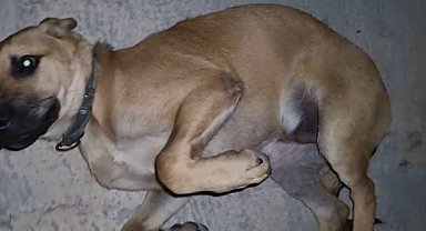 Dışarıda bırakılan balık iğnesi ağzına batan köpek acı içinde kıvrandı