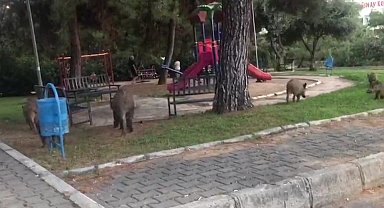 Domuzlardan tedirgin olan site sakini: "Kendimizi güvende hissetmiyoruz"