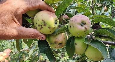Elma üreticilerinin başı 'kara leke' ile dertte