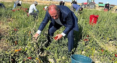 Ereğli Belediyesi salçalık biber dağıttı