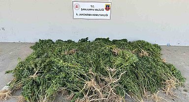 Evinin bahçesine kenevir eken kadın gözaltına alındı