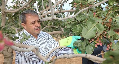 Fıstığın başkentinde hasat heyecanı
